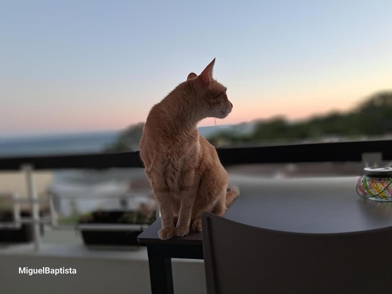 Apartamentos Do Parque Albufeira Zewnętrze zdjęcie